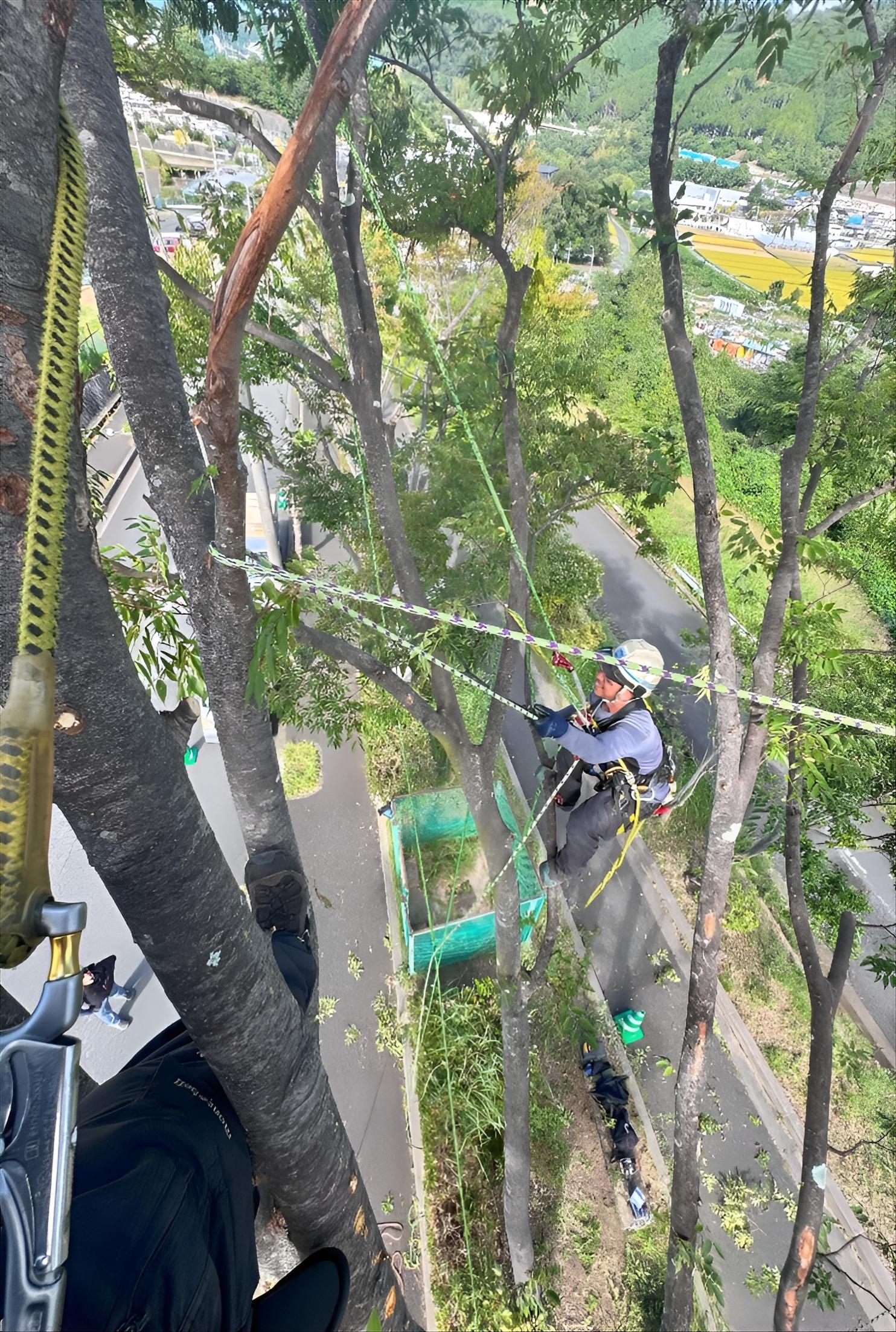 高木のツリークライミング剪定風景